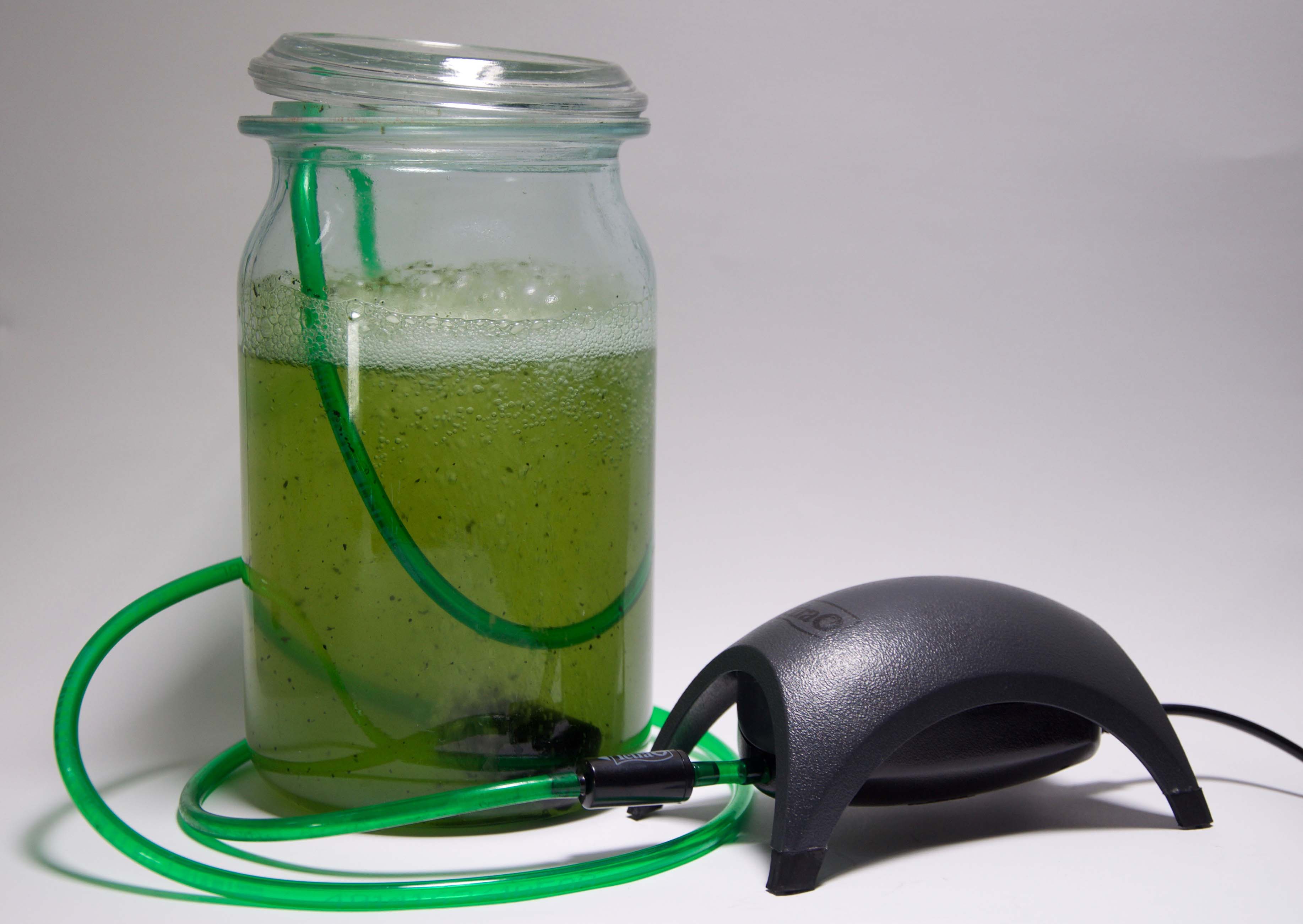 Algature photobioreactor